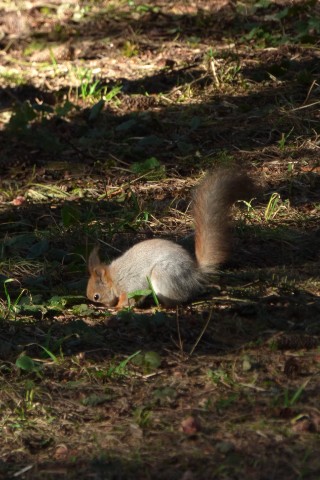 Юльчик в LOOKY. . Красотка🐿 [#природа...