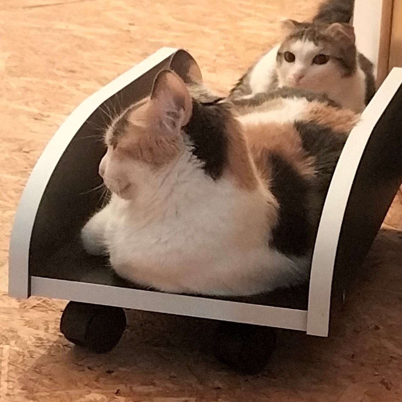 PetsStalkerS in LOOKY. #милота. За окном уверенно вс...