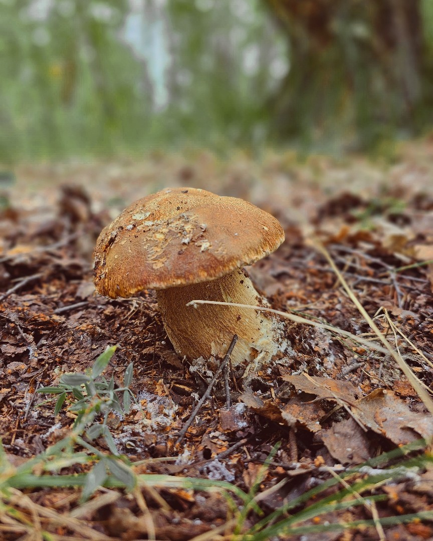eipatov in LOOKY. #лес,#прогулки,#природа,#грибы. Лесные прогулки за г...