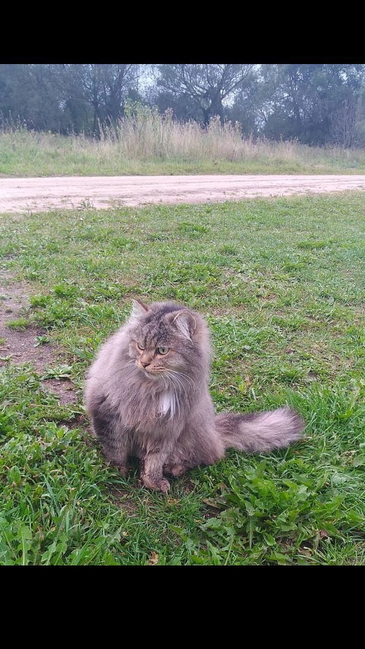 Looky_1688935239397 в LOOKY — Наш кот Барсик😻 #кот #коты #котейка #питомцы #домашниеживот