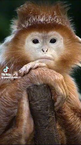 Looky_172475273552881 в LOOKY. . 