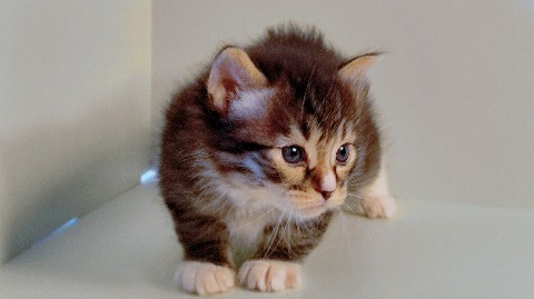 gardemarincat в LOOKY. . Gardemarin Sputnik

...