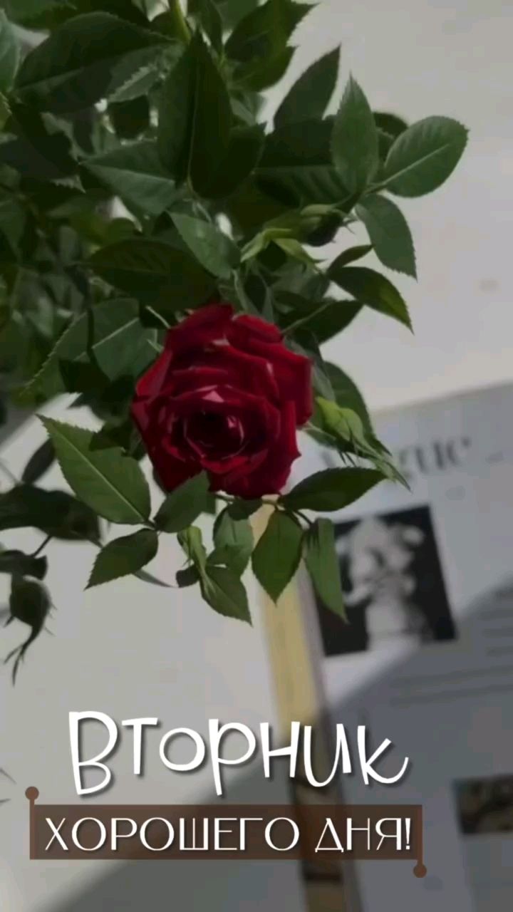 Svet_ya_ в LOOKY — ☕️🌹Счастливый вторник — это выбор. Сделайте его хорошим! 
П
