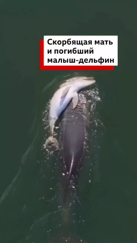 Ханалиев Ислам в LOOKY — публикация