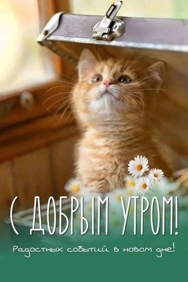Npuha179 в LOOKY — публикация