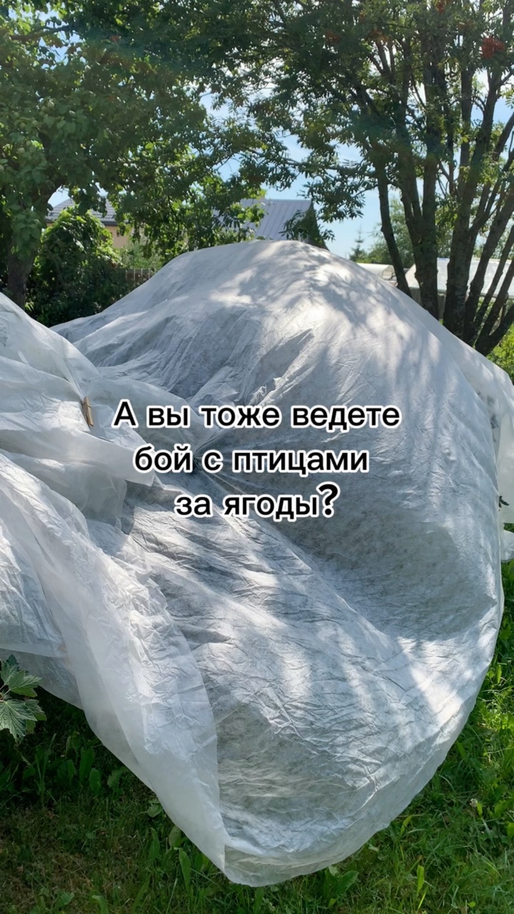 dorogu_prologu в LOOKY. . Битва за урожай [#ур...