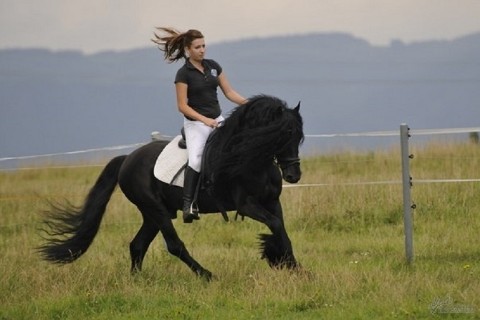BADABUM в LOOKY. . [#horse ](horse)