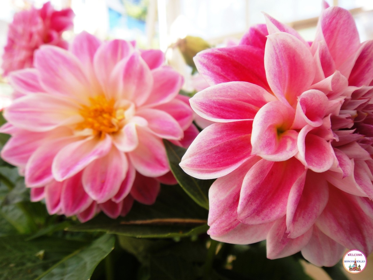 Welcome Moscow walks в LOOKY — фото 2