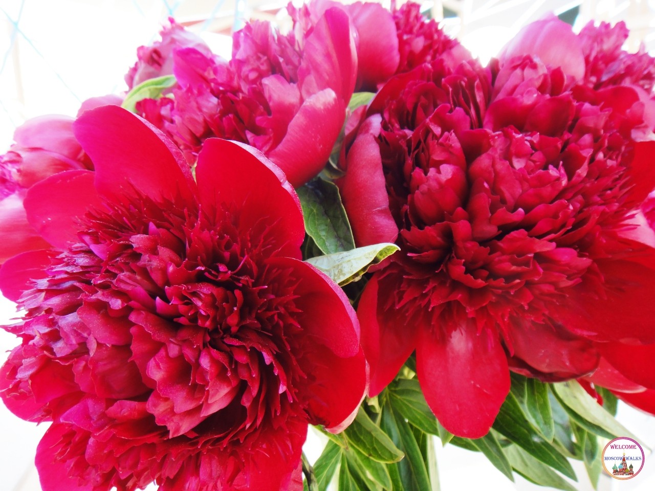 Welcome Moscow walks в LOOKY. #цветы,#лето. Фестиваль "Будущее в...