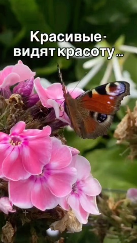 Медицинская студия ФЕНИКС
