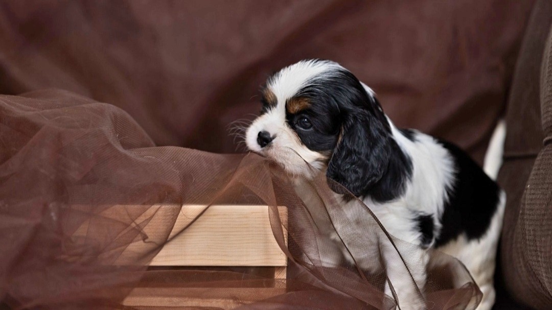 puppengame in LOOKY
