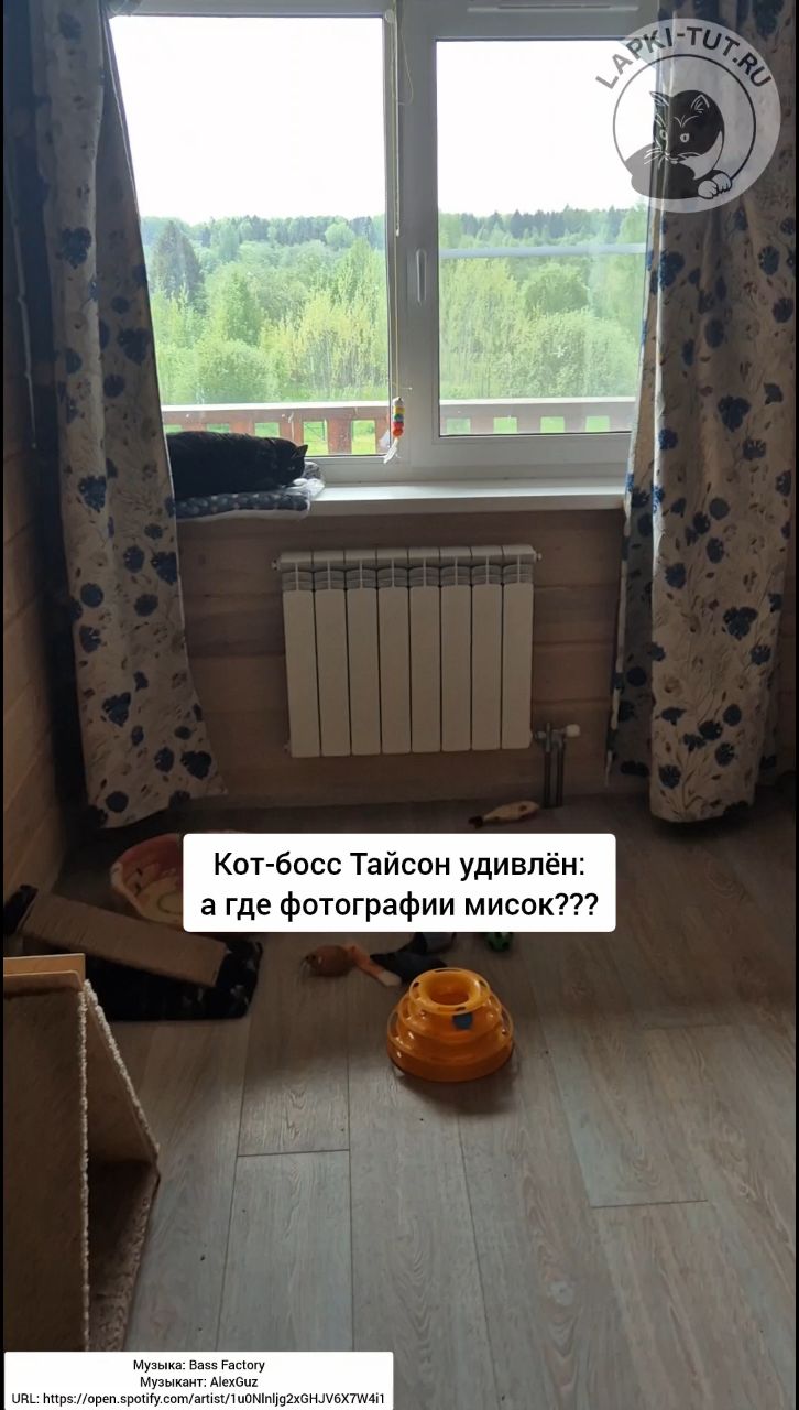 lapkitutru в LOOKY. #лапкитут,#важныйкот,#фотосъёмка,#котбосс. Управлять погодой ко...