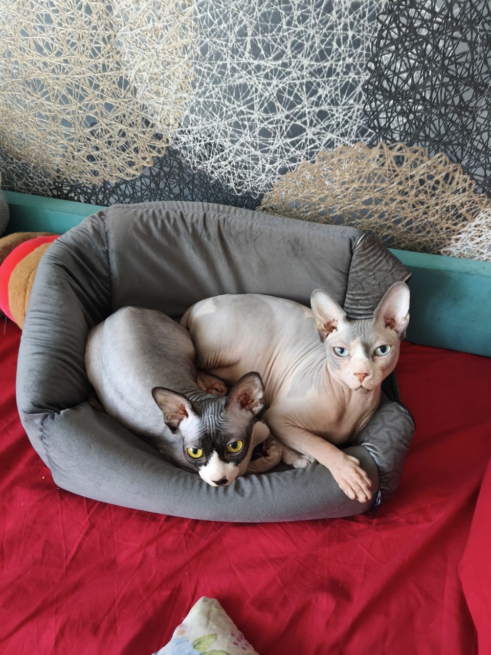 Космический Котёнок in LOOKY. . 