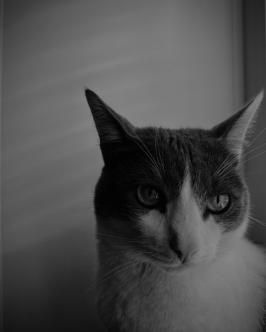 aleksandra_sparrow в LOOKY. #котэ,#тоша. [#чб](чб) [#чбфото](...