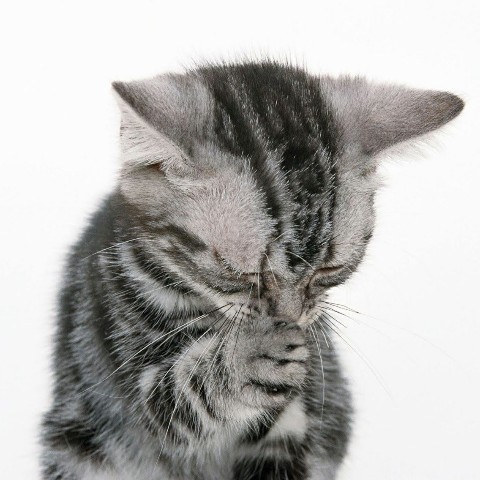 КОТОГОЛИК в LOOKY. #0,5. #0,5 Прошу у Всех пр...