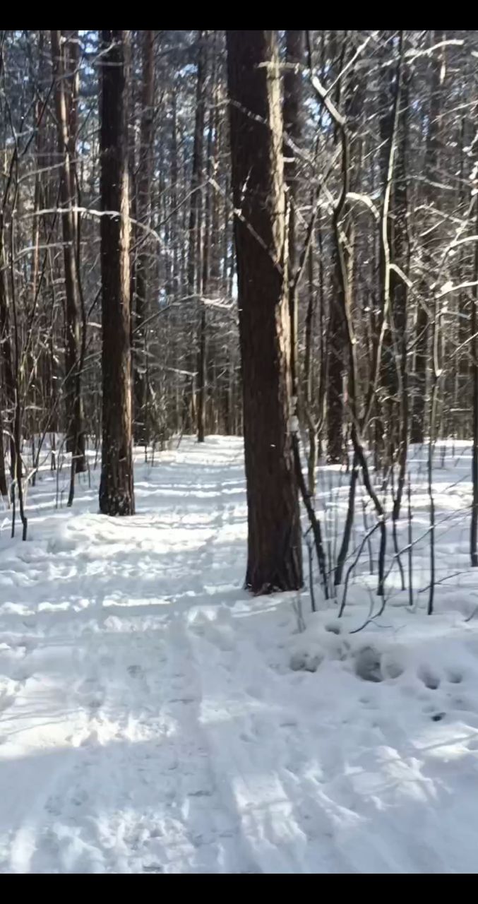 cg_video в LOOKY. . Утренняя пробежка, п...