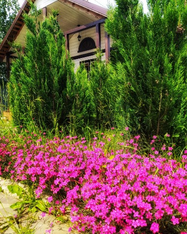 dacha_ydacha в LOOKY. #садовыецветы,#садсвоимируками,#создаюсад,#загороднаяжизнь,#почвопокровныерастения,#гвоздикатравянка. ПОЧВОПОКРОВНЫЕ.
Гвоз...