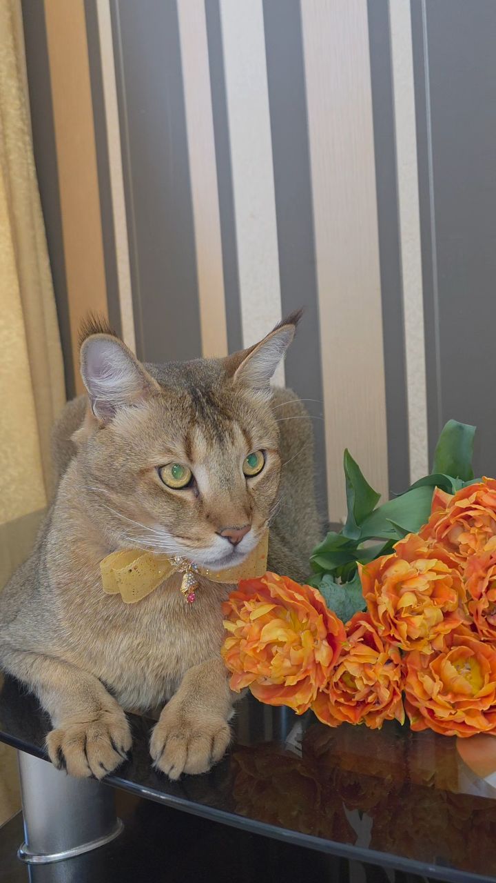 afina_zeus в LOOKY. #женскийдень,#8марта,#чаузи,#кошки,#кот,#большиекошки,#красивыекотики,#видеомомент,#видосики,#котикмой,#котеечка,#looky,#looky_official,#looky_кошки,#looky_контент. Милые дамы!
Поздравл...