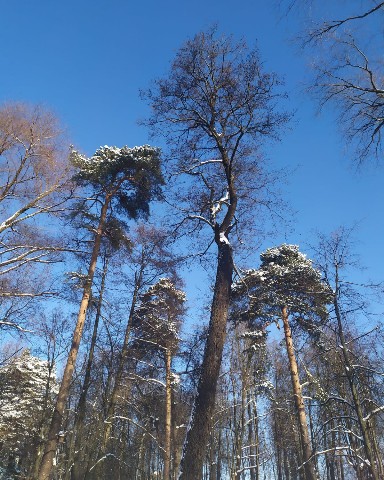 Наталья в LOOKY. #ЗимняяПрогулка,#УтроНовогоДня. Привет, друзья!
Сего...