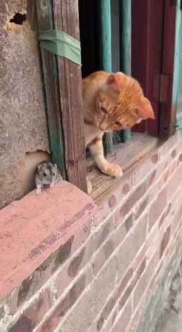БиТиэСики в LOOKY. . когда он глупый,и пы...