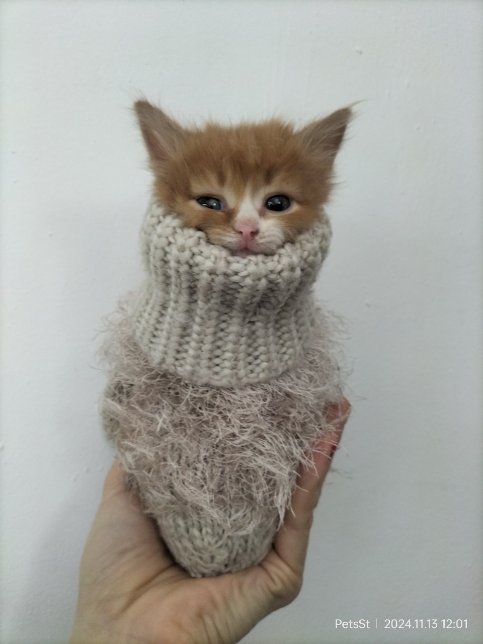PetsStalkerS in LOOKY. . Я же говорила! Кажды...