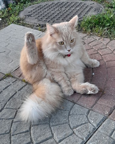 knopa.olga2 в LOOKY. #хоба,#кошатни,#кот,#cot,#KnOpApYx,#бетховен,#котограм. Приветик друзья,  я ...