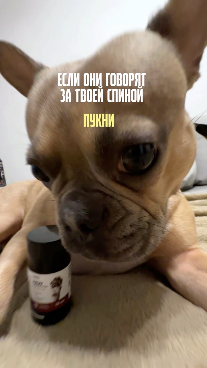 Зина и Майки in LOOKY. #276247301. Французская мудрость...