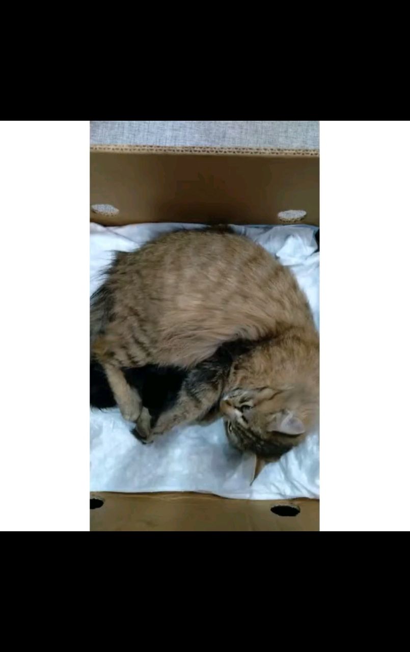Живущий в России в LOOKY. #animals,#bunny,#pets,#loveanimals,#cat,#cats. The cat became a mot...