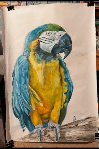 Horche в LOOKY. #попугай,#масло,#картина,#творчество,#art,#parrot,#реализм,#анимализм,#животные. Видела много реалист...
