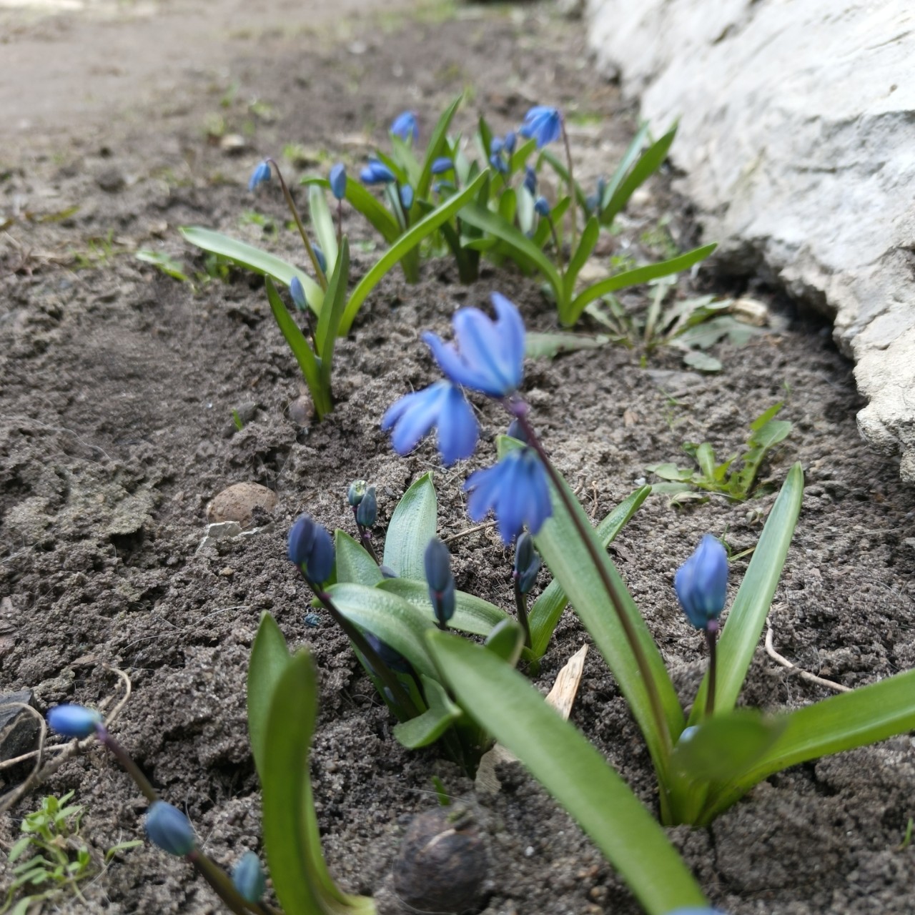 Весна таки приходит🌱
#весна #первоцветы #пролеска