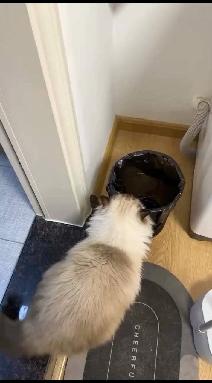 Looky_176434777057286 в LOOKY. #котики,#котята,#котикиправятмиром,#домашниеживотные,#котэ,#котейка. #котики #котята #кот...