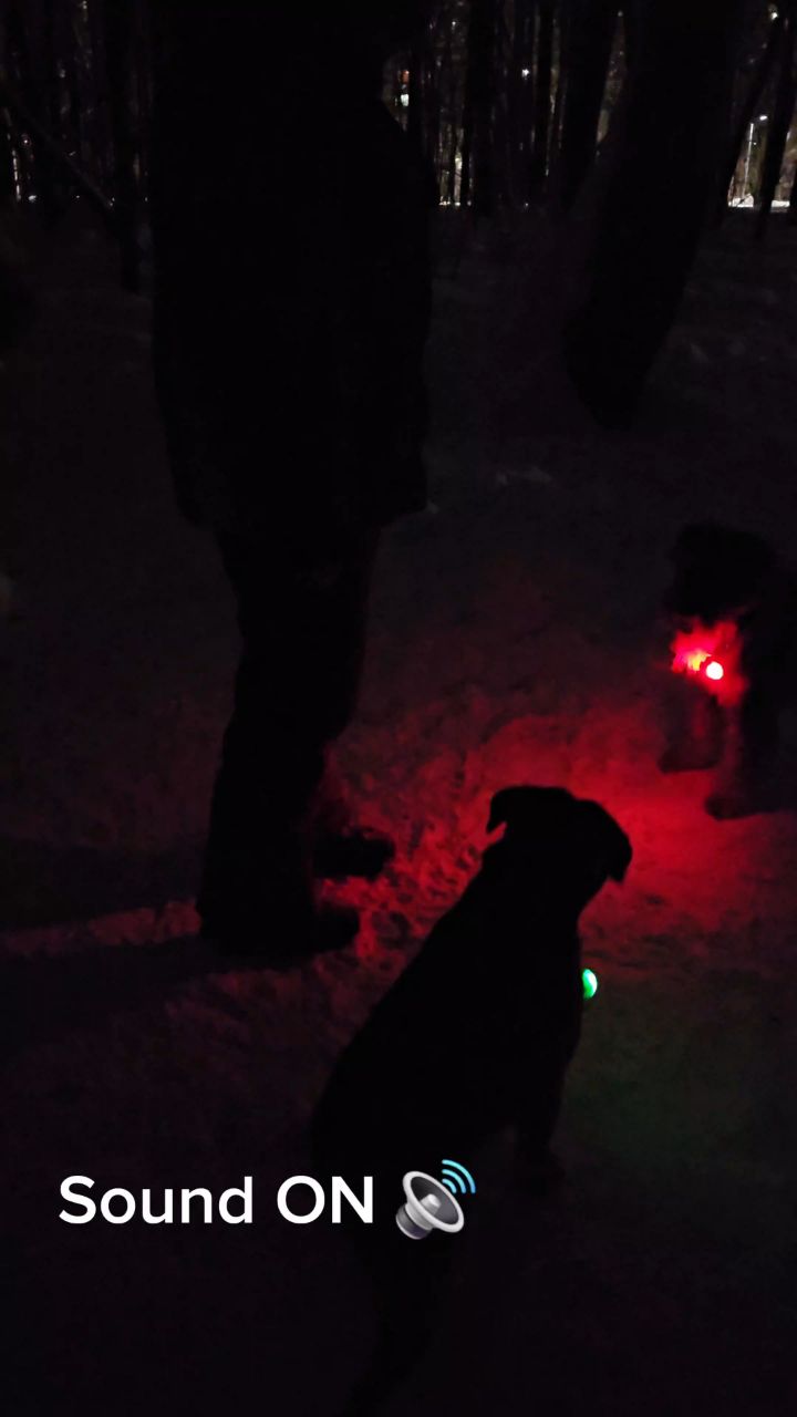 BuchTheStaffy in LOOKY