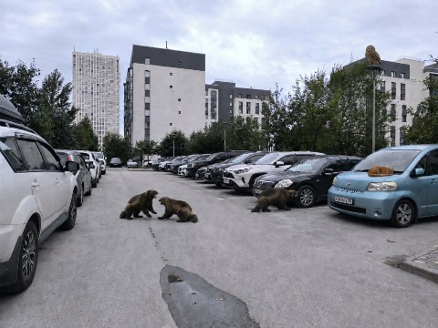 kindaenot в LOOKY. . Росомахи, сова, спящ...