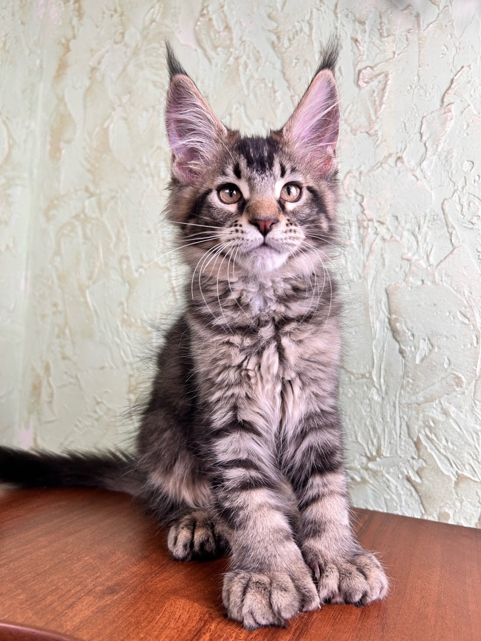 Female, n25
F&N Ellana
Poly 7/6/6/6