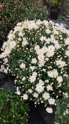 pelargonium_krd в LOOKY. #хризантемавсаду#хризантемакорейская#любимыехризантемы#зимостойкиехризантемы#. Хризантема корейская...