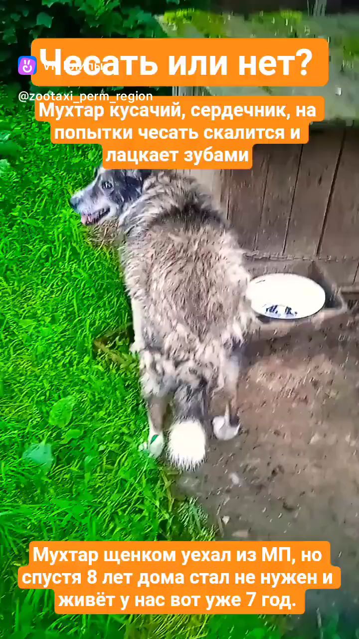 Лена Козлова в LOOKY. #пермь,#собака,#питомцы,#животные,#огурцы,#опыление,#интересно,#тренды,#трэш,#пермь,#собака,#питомцы,#животные,#линька,#шерсть,#природа,#приют,#пес. Мухтар. Чесать или н...