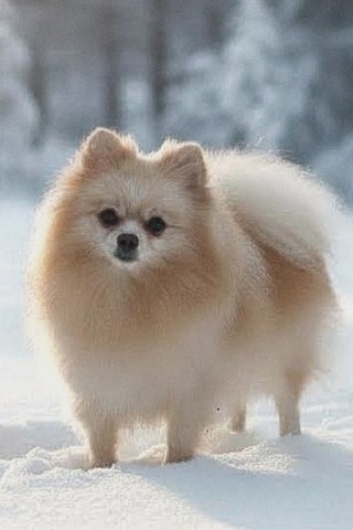 Olga_pom_shpitz в LOOKY. #шпиц,#малыйшпиц,#кляйншпиц,#померанчик,#шпицулякрасотуля,#собака. ❄️❄️❄️ ЕВОЧКА в резе...