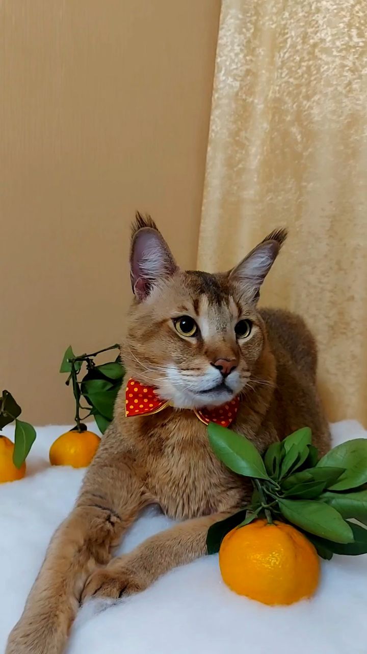 afina_zeus в LOOKY. #кот,#кошки,#кошка,#коты,##мыизкотограма,#большиекошки,#редкиекошки,#красивыекошки,#гибридныекошки,#фотомомент,#котикмой,#котмодель,#скороновыйгод,#мандарины,#видеомомент,#видосики,#рилсы,#жизнькота,#looky,#looky_official,#looky_кошки,#looky_контент. Приветик друзья!
Ман...