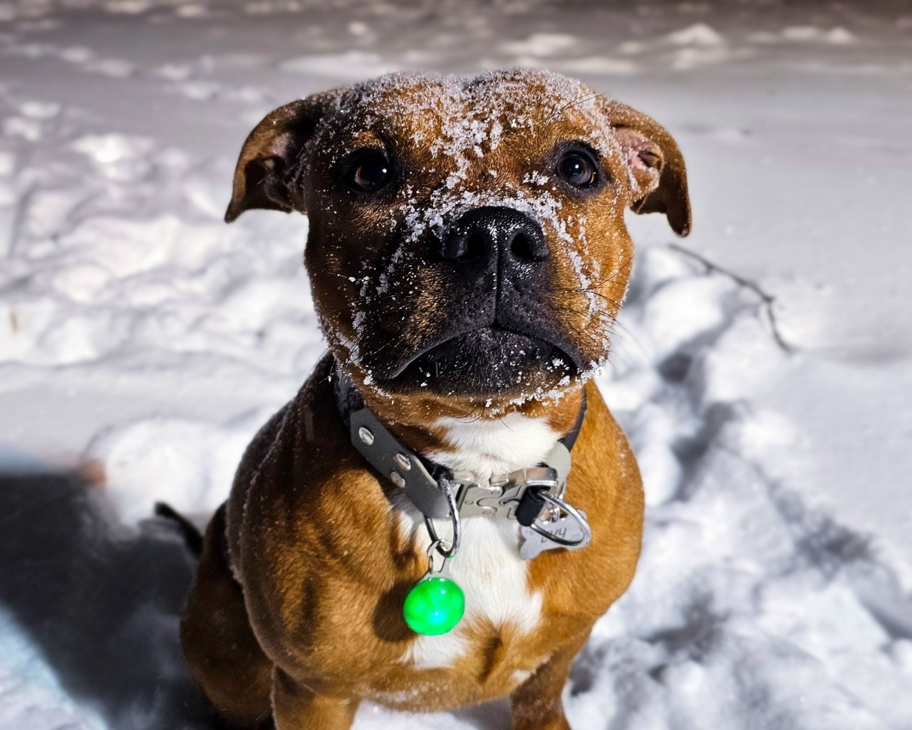 BuchTheStaffy in LOOKY