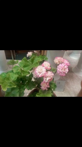 Looky_1694769752991 в LOOKY. . Цветы