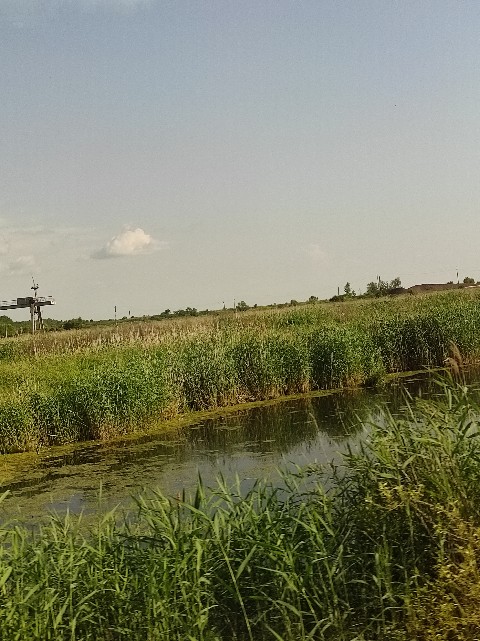 SLP в LOOKY. . Лето, жара, болото и...
