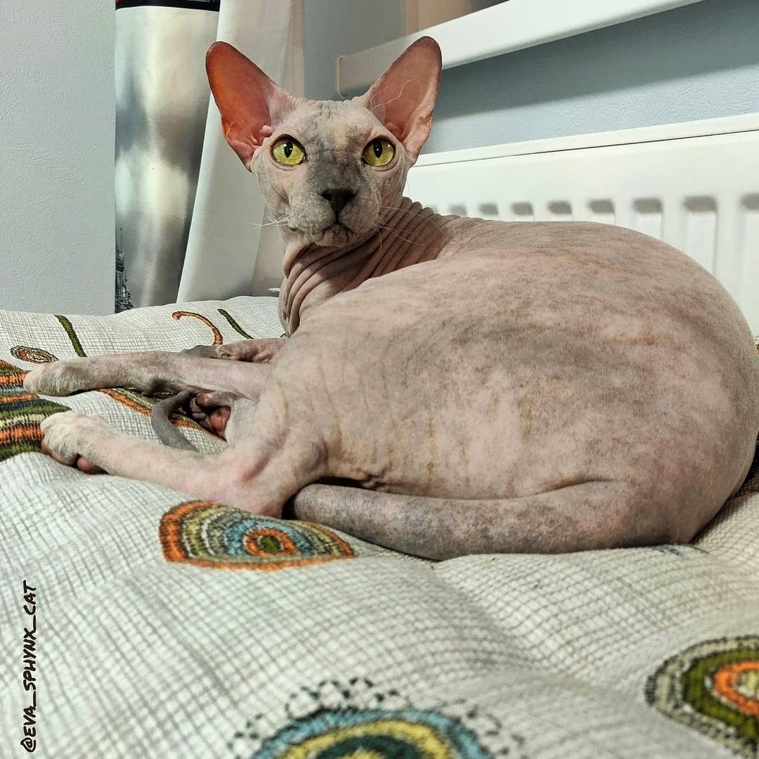 eva_sphynx_cat в LOOKY — фото 4