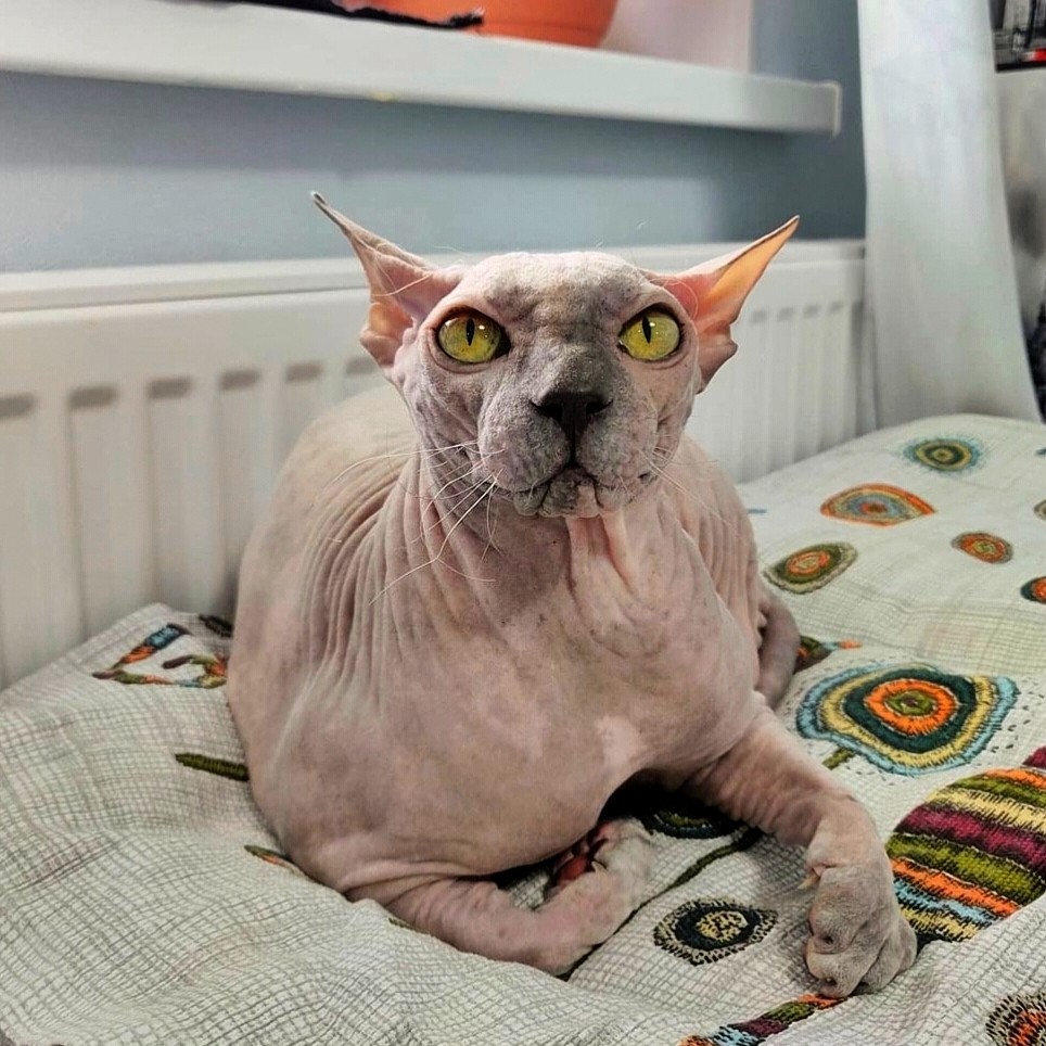 eva_sphynx_cat в LOOKY — фото 2