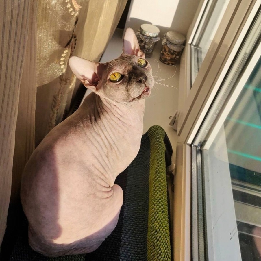 eva_sphynx_cat в LOOKY — фото 3