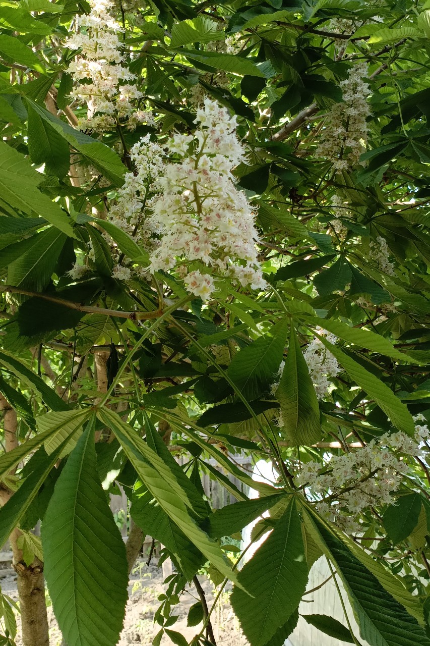 Ната Миро в LOOKY. #май,#скоролето. Каштан цветёт.... 🌸...