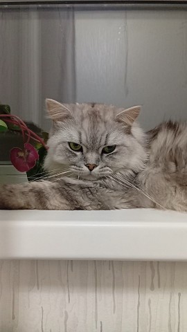 darenka_little в LOOKY. #котейка,#котики,#cats,#ilovemycat,#lovecats,#nature,#instacat,#kitty,#animals,#коты #кот #cat #catsofinstagram #кошка #кошки #котята #котик #котэ #catstagram #котенок #животные #catlover #catlovers #instacat #инстакот #котя #котятки #catlife #catoftheday #cats_of_instagram. #котейка #котики #ca...