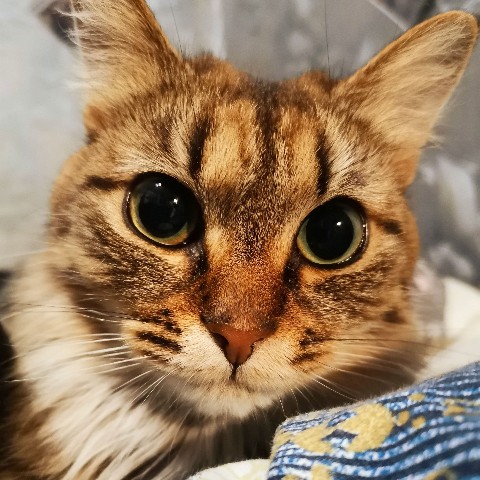 reset_thecat в LOOKY. #reset_thecat,#kitten,#kitty,#catoftheday,#cats_looky,#sweetcat,#wintercat,#lovecats,#cats_of_day,#cats,#catslover,#кошки,#котенок. Привет, ну, как тут ...