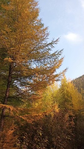 Alenkin_Mir_i_SEVER в LOOKY. #жизнь,#Якутия,#looky. Давно я не показывал...
