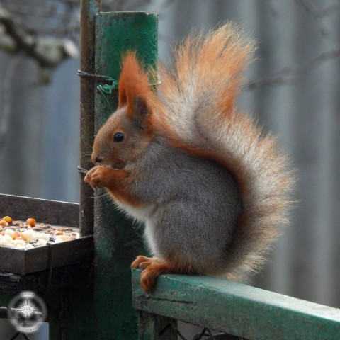 dar7_27 в LOOKY. #млекопитающие,#звери,#Донецкийкрай,#животные,#фауна,#природа,#Донбасс,#ДНР,#Donbass,#DPR,#натурализм. Белка обыкновенная (...