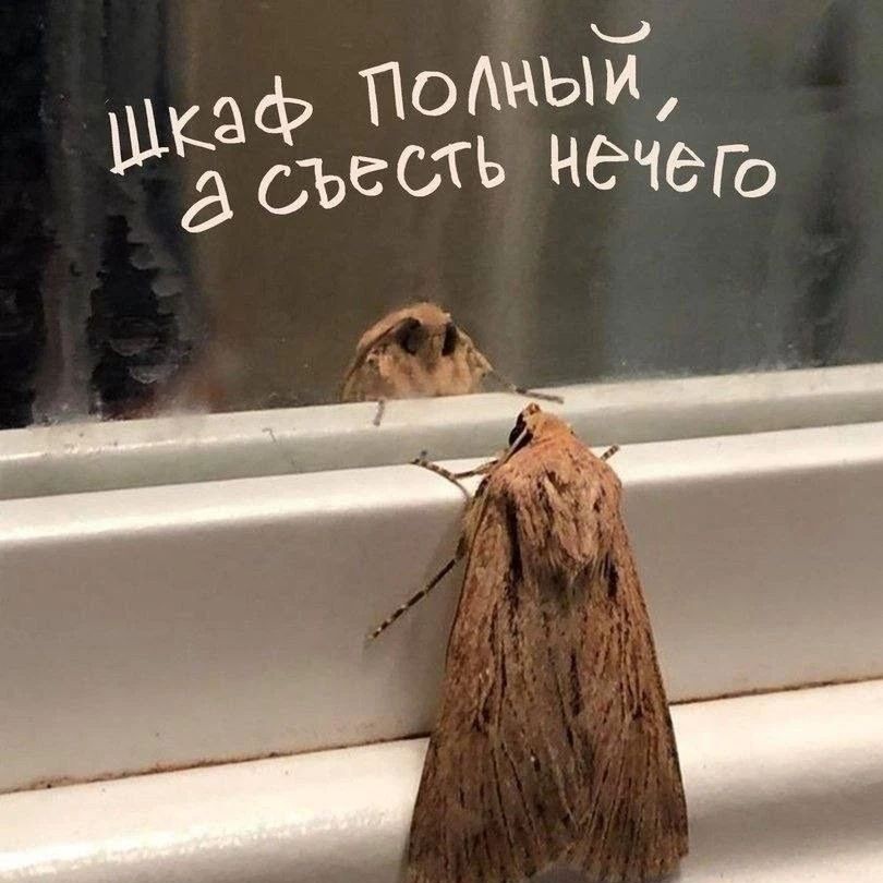 Моя моль перед 1 сентября
#моль [#когдавсеесть ](когдавсеесть)[#тяжелыйвыбор ](тяжелыйвыбор)[#сентябрь ](сентябрь)